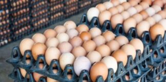 BREAKING: Egg Prices Surge to ₦8,500